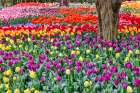 USA, Washington State. Skagit Valley, tulips blooming in garden Art Print